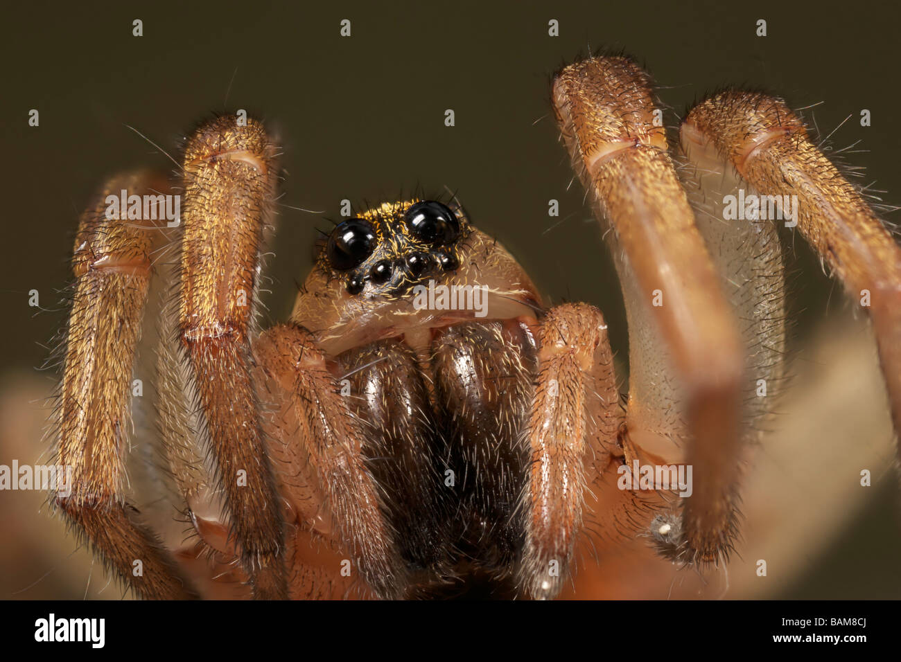 Araña lobo Lycosidae Foto de stock