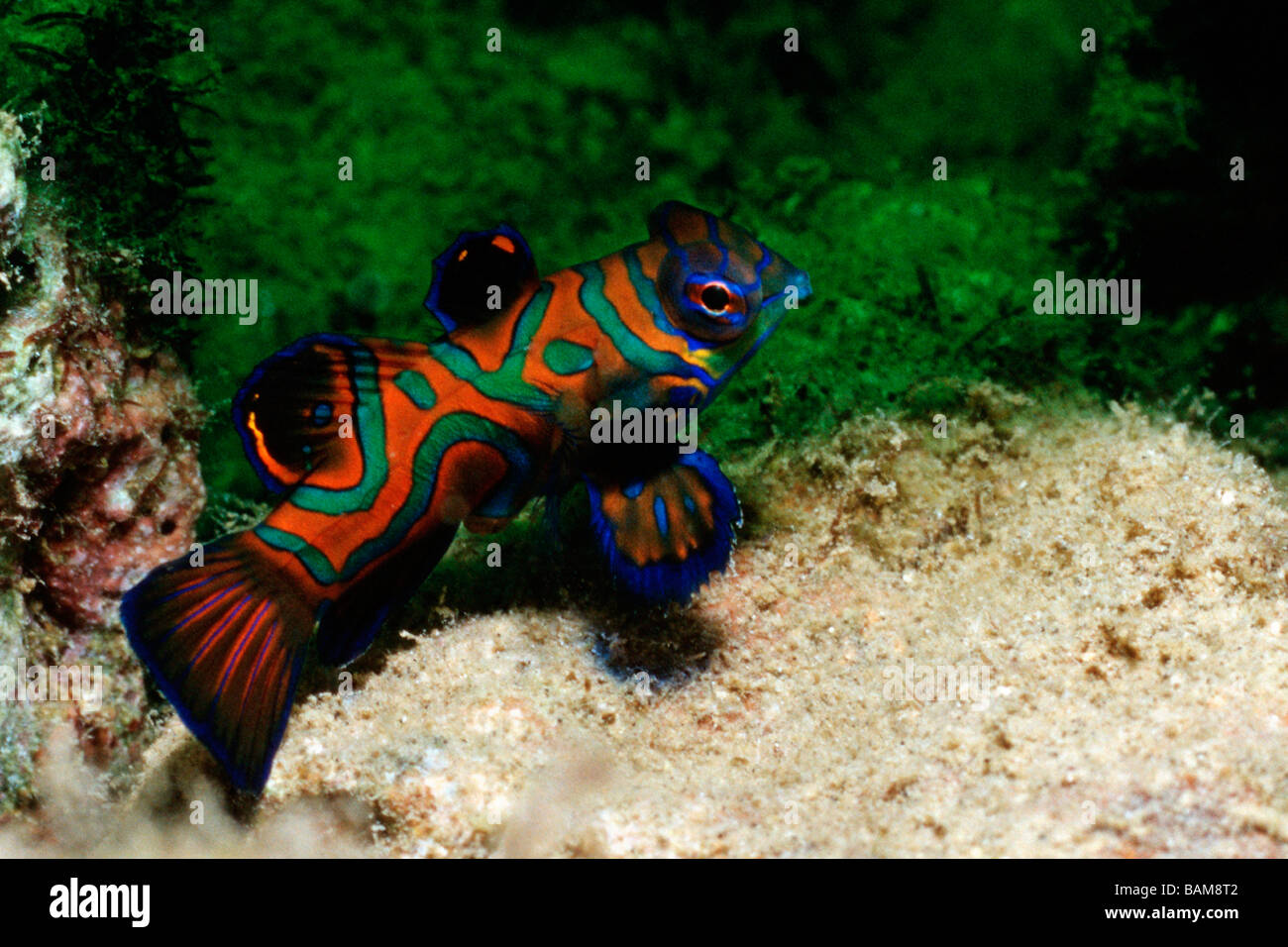 Synchiropus splendidus Mandarinfish Pacífico, Micronesia, Palau Foto de stock