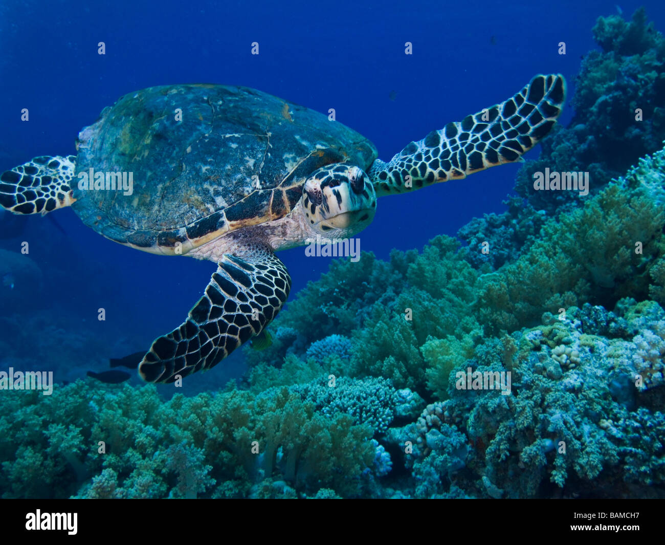 Una tortuga carey (Eretmochelys imbricata) Foto de stock