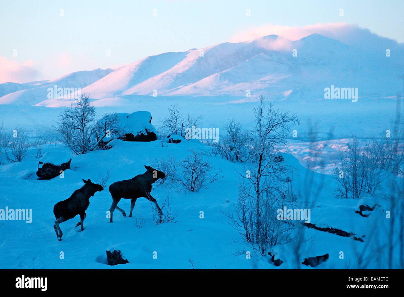 Suecia, en el condado de Norrbotten, Laponia, área listados como Patrimonio Mundial por la UNESCO, el parque nacional Stora Sjöfallet Elk (Alces Foto de stock