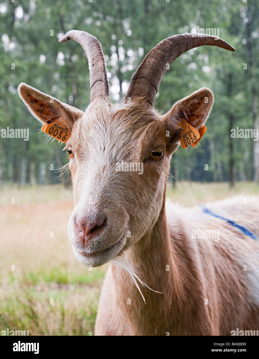 Cabra con etiquetas en las orejas reserva natural parque Kalmthoutse heide Kalmthout Bélgica Foto de stock