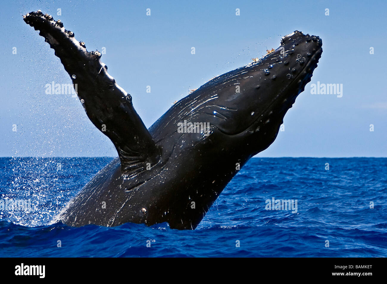 La ballena jorobada, Megaptera novaeangliae Foto de stock