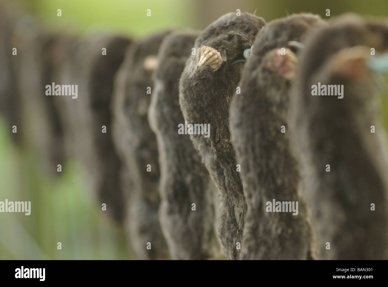 Una cadena de sacrificadas lunares (Talpa europaea) colgando de un cerco de alambre de púas. Foto de stock