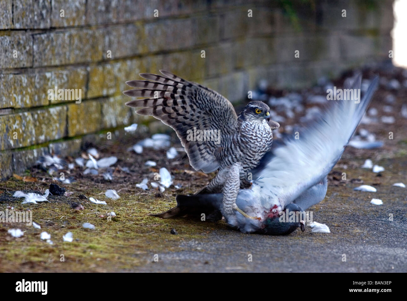 Una hembra de Gavilán en una calle suburbana en Inglaterra comiendo un feral/racing pigeon ha capturado Foto de stock