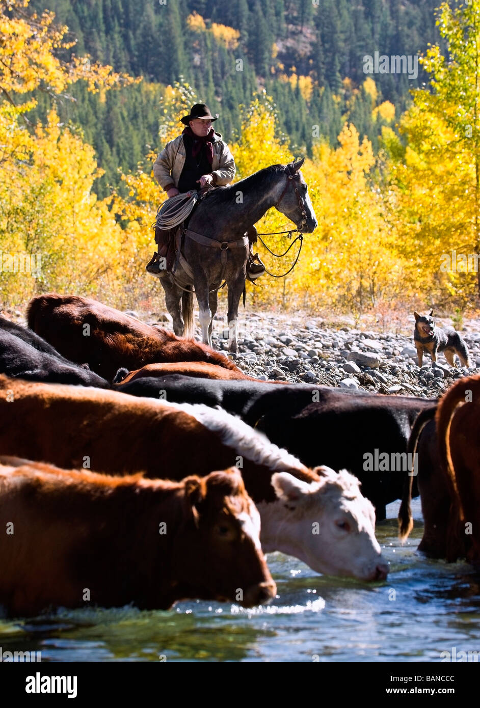 Cowboy arrear ganado a través de río, Alberta, Canadá Foto de stock