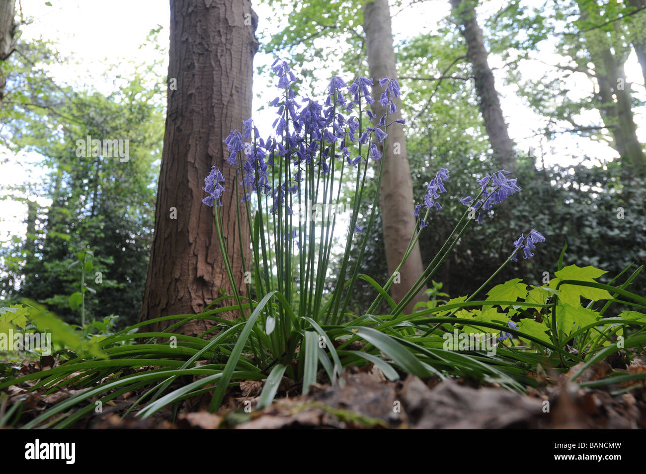 Campanillas salvajes bosques en Shropshire Inglaterra Foto de stock