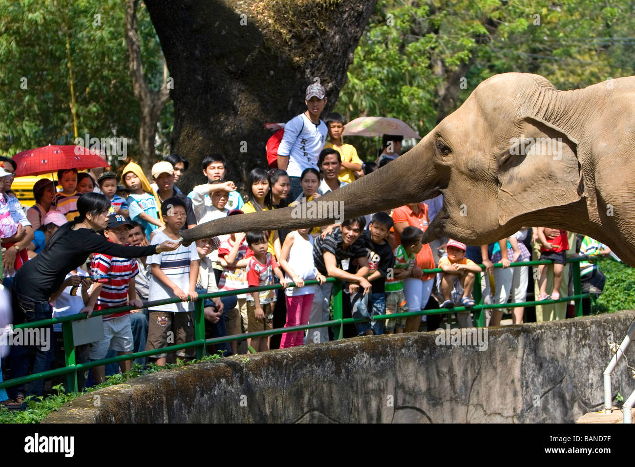 Los visitantes alimentan la caña de azúcar a un elefante asiático en el Zoológico y Jardín Botánico de Saigón en Ciudad Ho Chi Minh, Vietnam Foto de stock