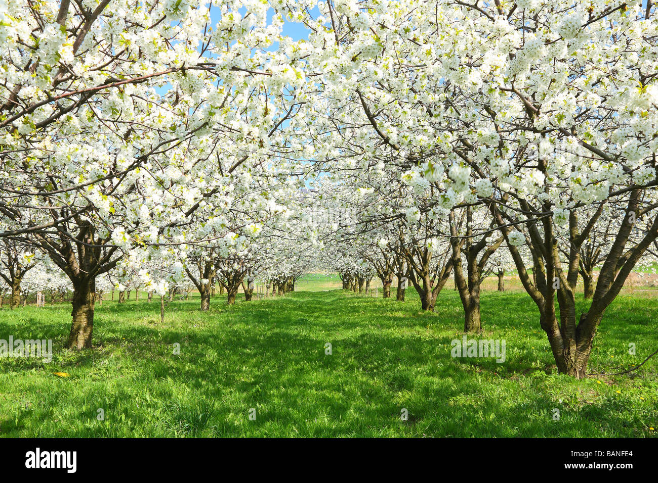 Los cerezos florecen en un soleado día de primavera Cerasus avium plantación de cerezas Foto de stock