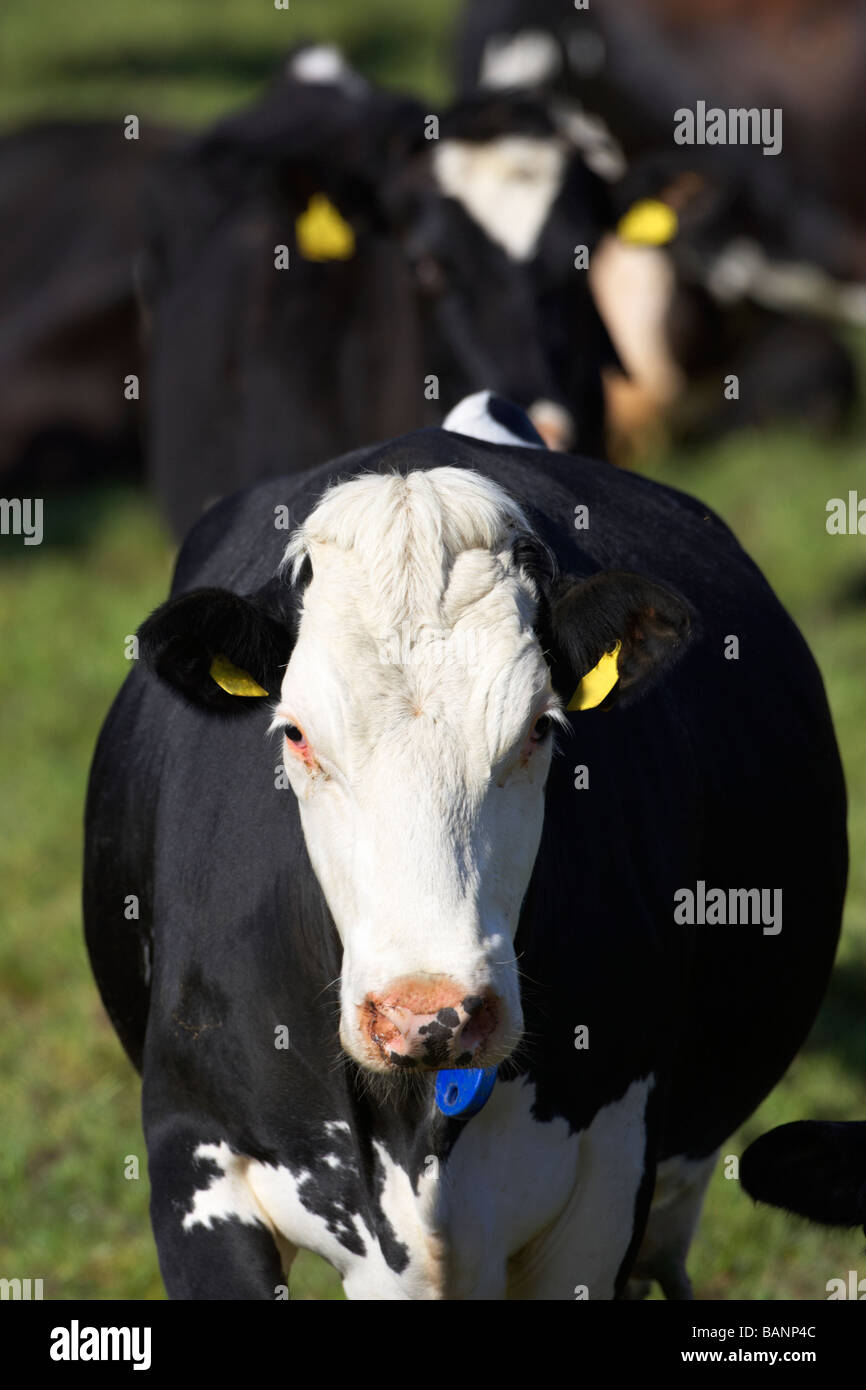 Vaca mirando directamente a la cámara como parte del rebaño de vacas administrado etiquetados en un campo en el Condado de Tyrone (Irlanda del Norte reino unido Foto de stock