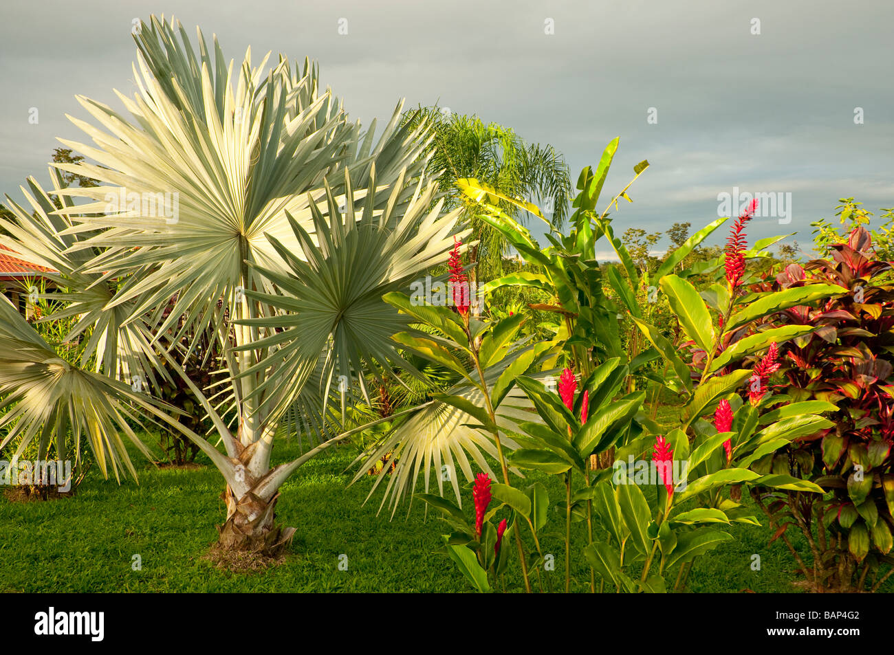 Vegetación tropical con jengibre flores en Costa Rica Centroamérica Foto de stock