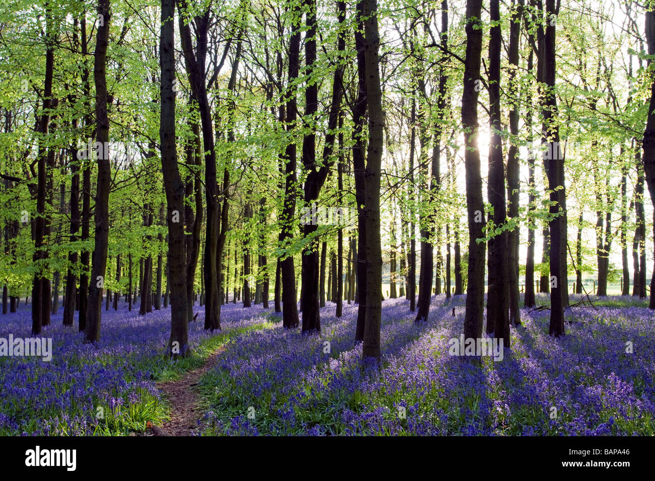 Ashridge Woods Campanillas - Buckinghamshire Foto de stock