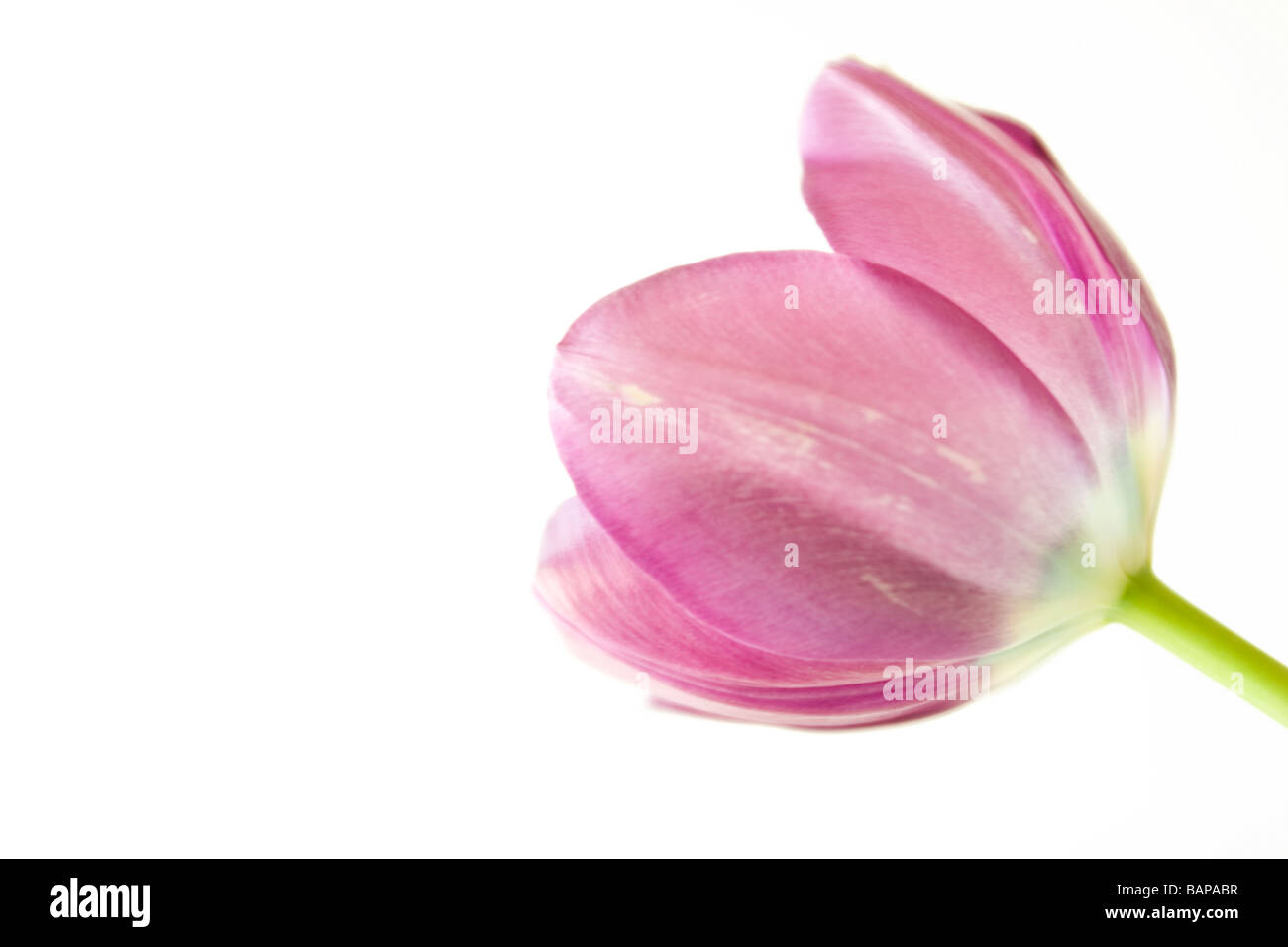 Delicado violeta lavanda tulipanes Tulipa con hojas verdes Fotografía de  stock - Alamy