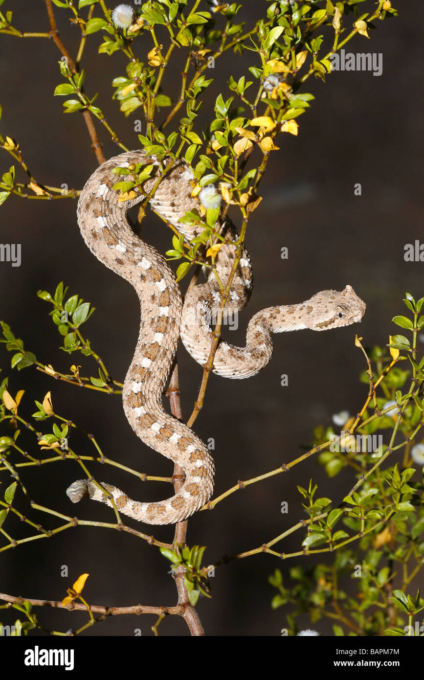 Sidewinder (serpiente de cascabel) sube en el desierto jarilla para evitar depredadores. Foto de stock