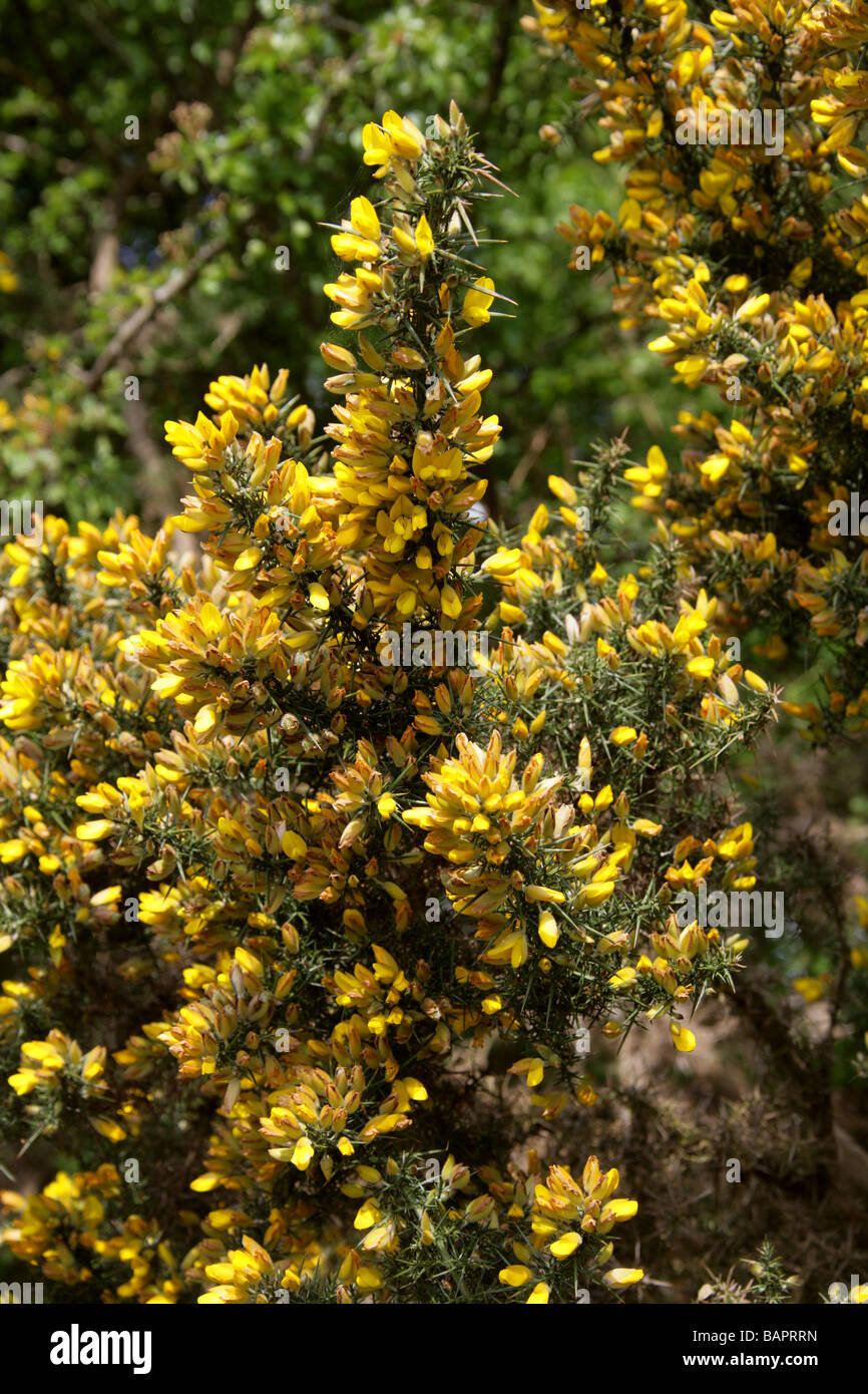 Aliaga o aulaga Whin, Ulex europaeus, Fabaceae. Aka botellas de miel o Hoth. Foto de stock