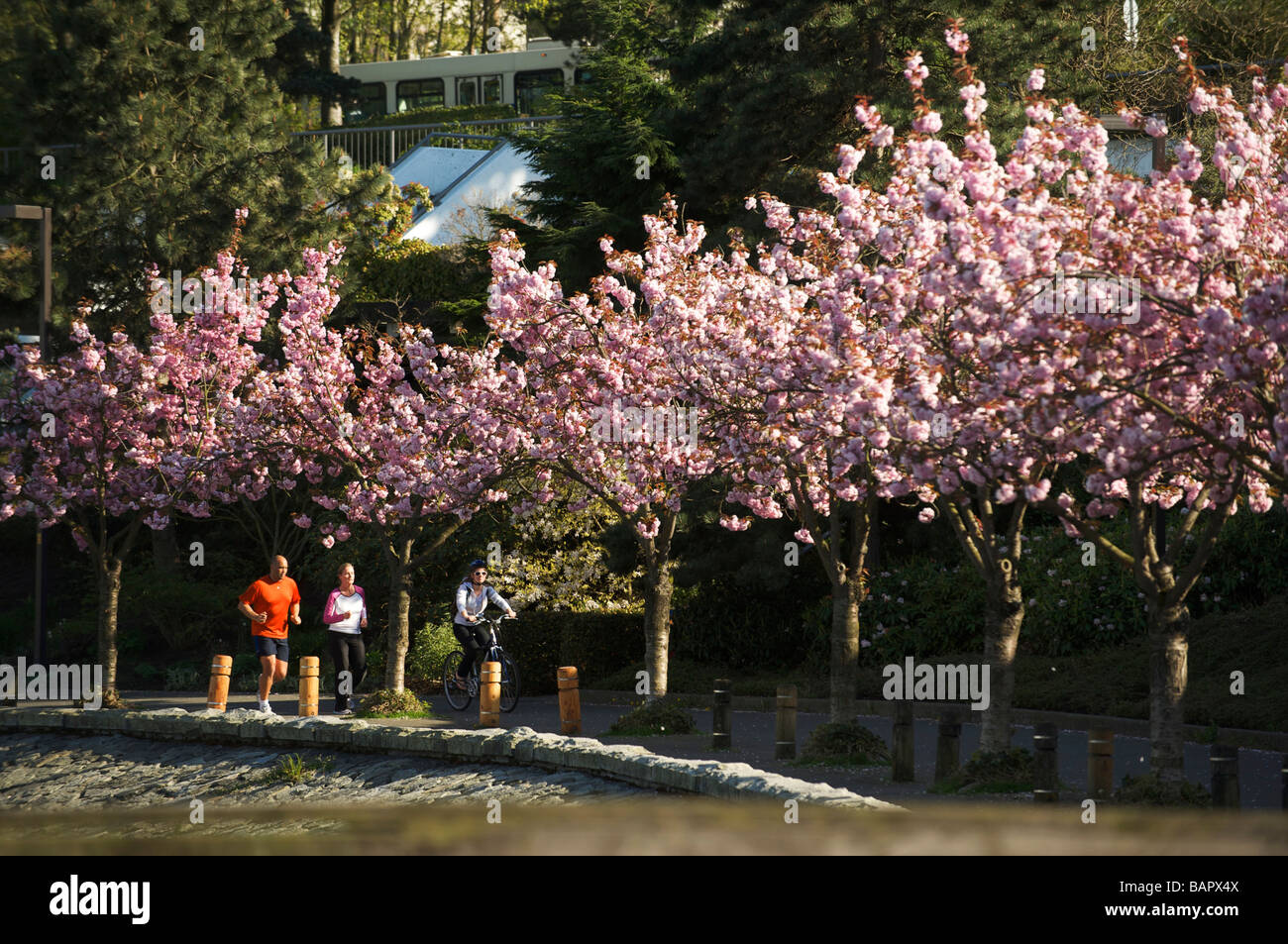 Flores de cerezo japonés a lo largo del malecón en False Creek, Vancouver, BC, Canadá. Foto de stock
