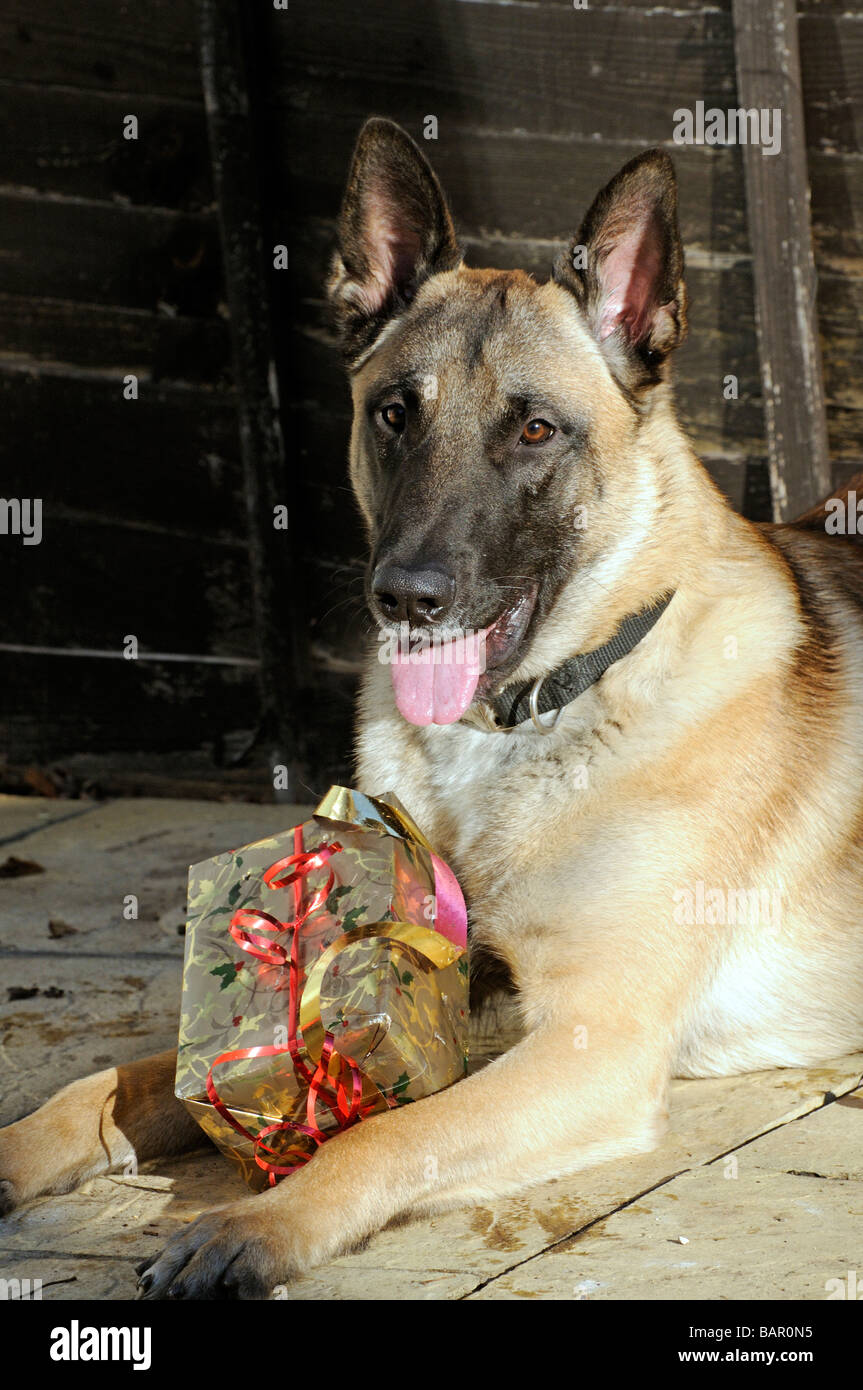 Un Pastor Belga Malinois perro con un regalo de Navidad Fotografía de stock  - Alamy