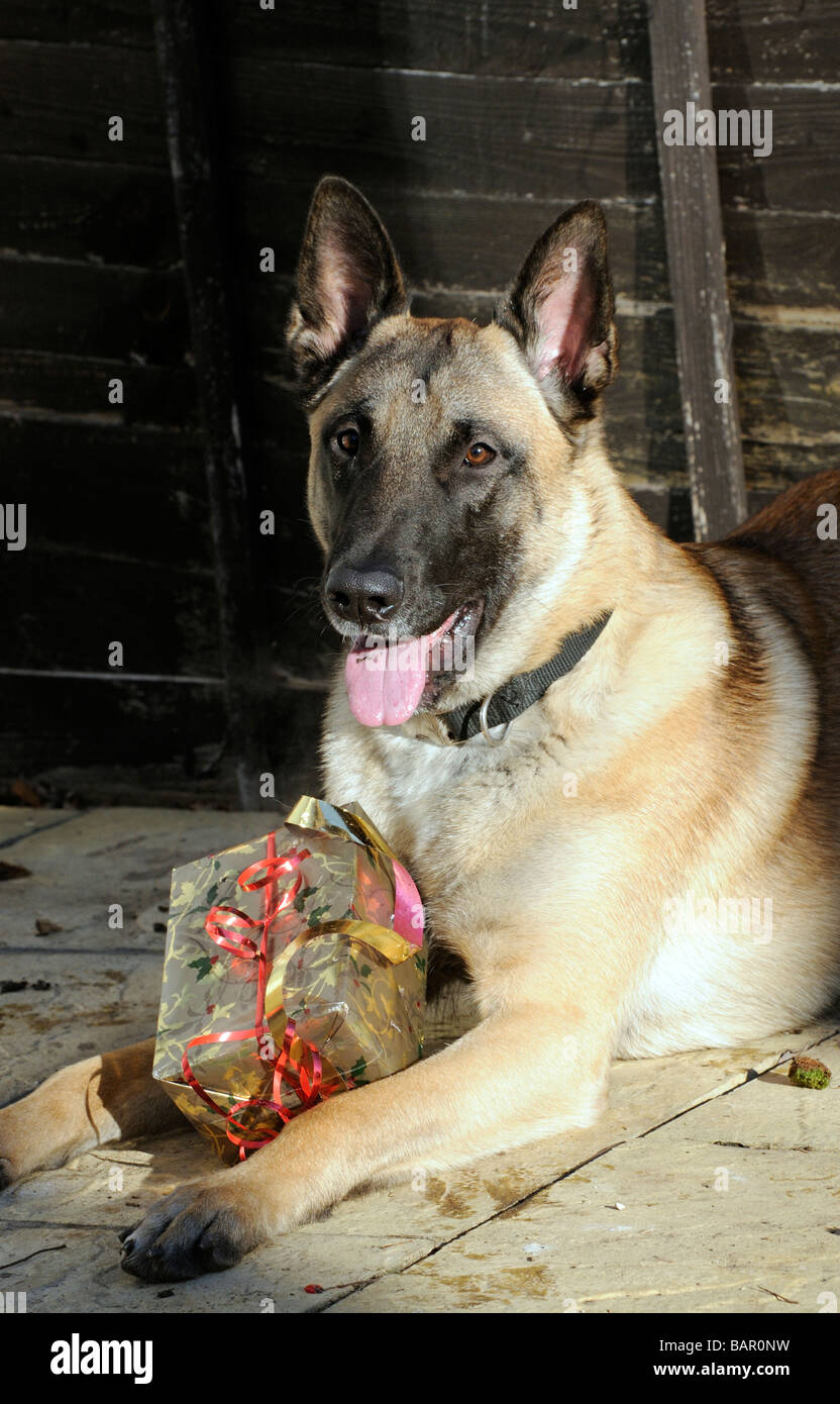 Un Pastor Belga Malinois perro con un regalo de Navidad Fotografía de stock  - Alamy