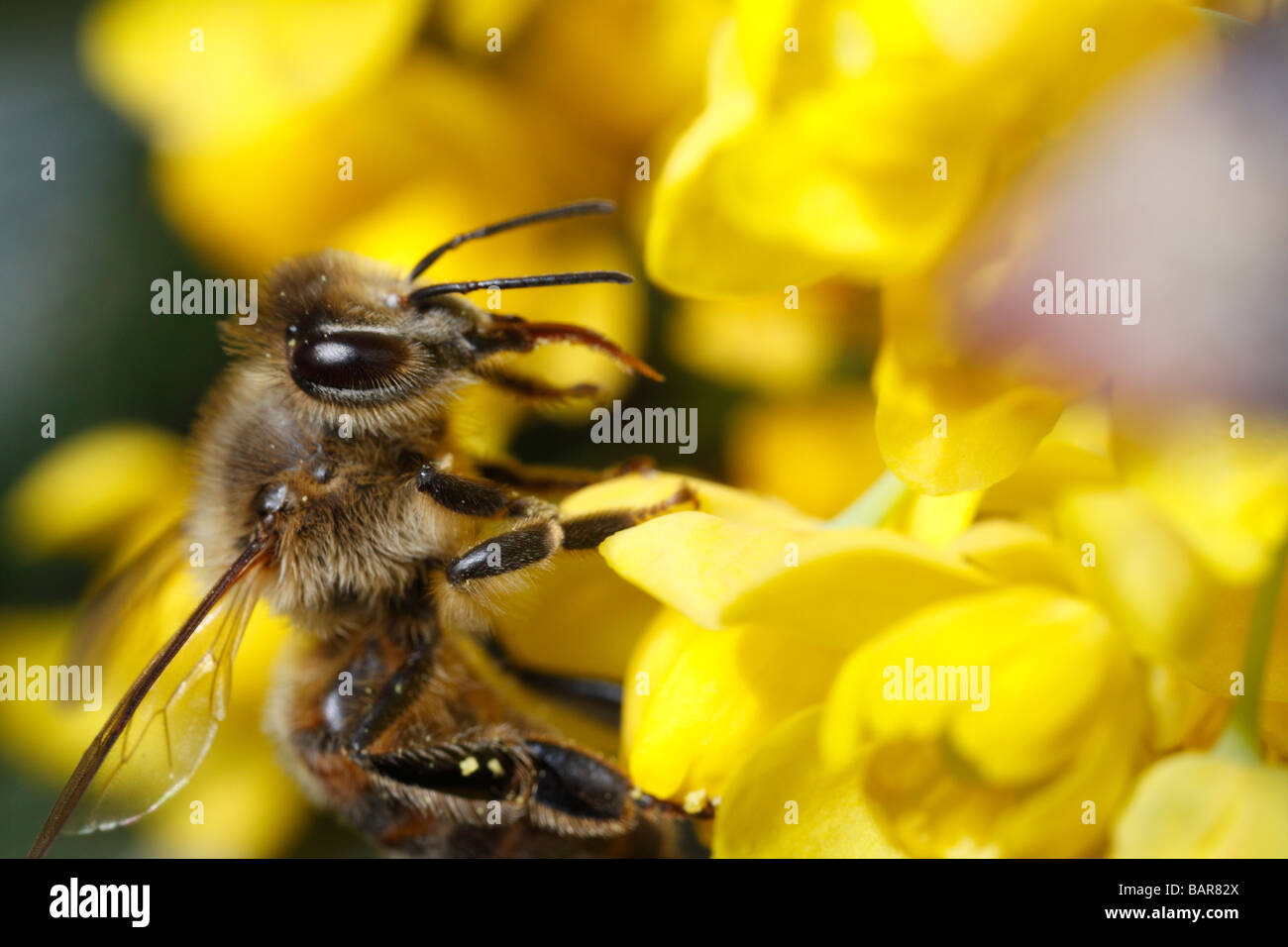 La abeja melífera (Apis mellifera), alimentándose de una flor amarilla Foto de stock