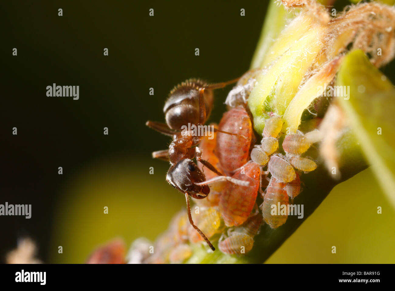 (Hormiga Lasius niger, hormiga negra de jardín) un pulgón de ordeño. Ellos cosechan melaza de esta manera. Foto de stock