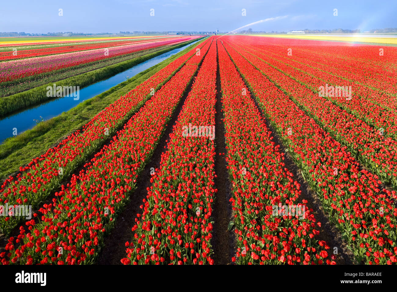 Campos de tulipanes holandeses, tulipanes en filas cerca de Alkmaar, Holanda, con canal y rociadores de agua para el riego. Holanda Nederland. Foto de stock