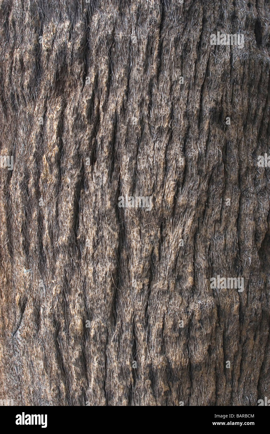 La corteza de un árbol del sur de Live Oak, Savannah, Georgia, Estados Unidos Foto de stock
