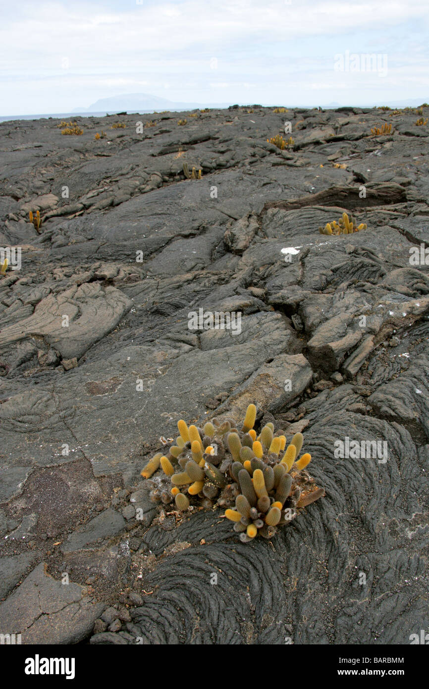 Cactus Brachycereus nesioticus lava, Cactaceae, Punta Espinosa, Isla  Fernandina (Narborough), las Islas Galápagos, Ecuador Fotografía de stock -  Alamy