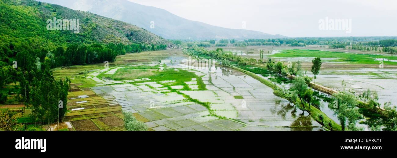 Agua en campos agrícolas, Lago Wullar, Jammu y Cachemira, la India Foto de stock