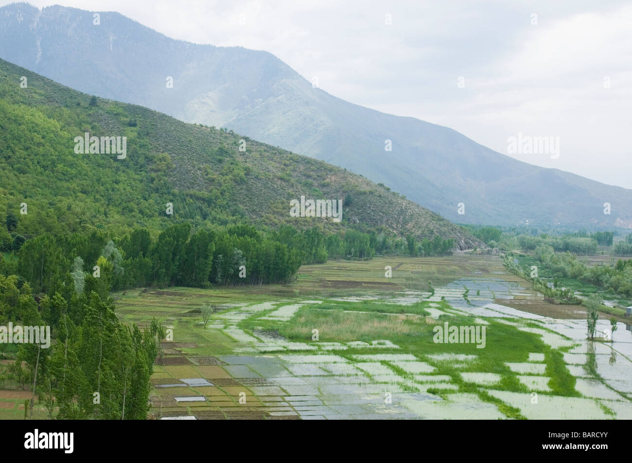 Agua en campos agrícolas, Lago Wullar, Jammu y Cachemira, la India Foto de stock