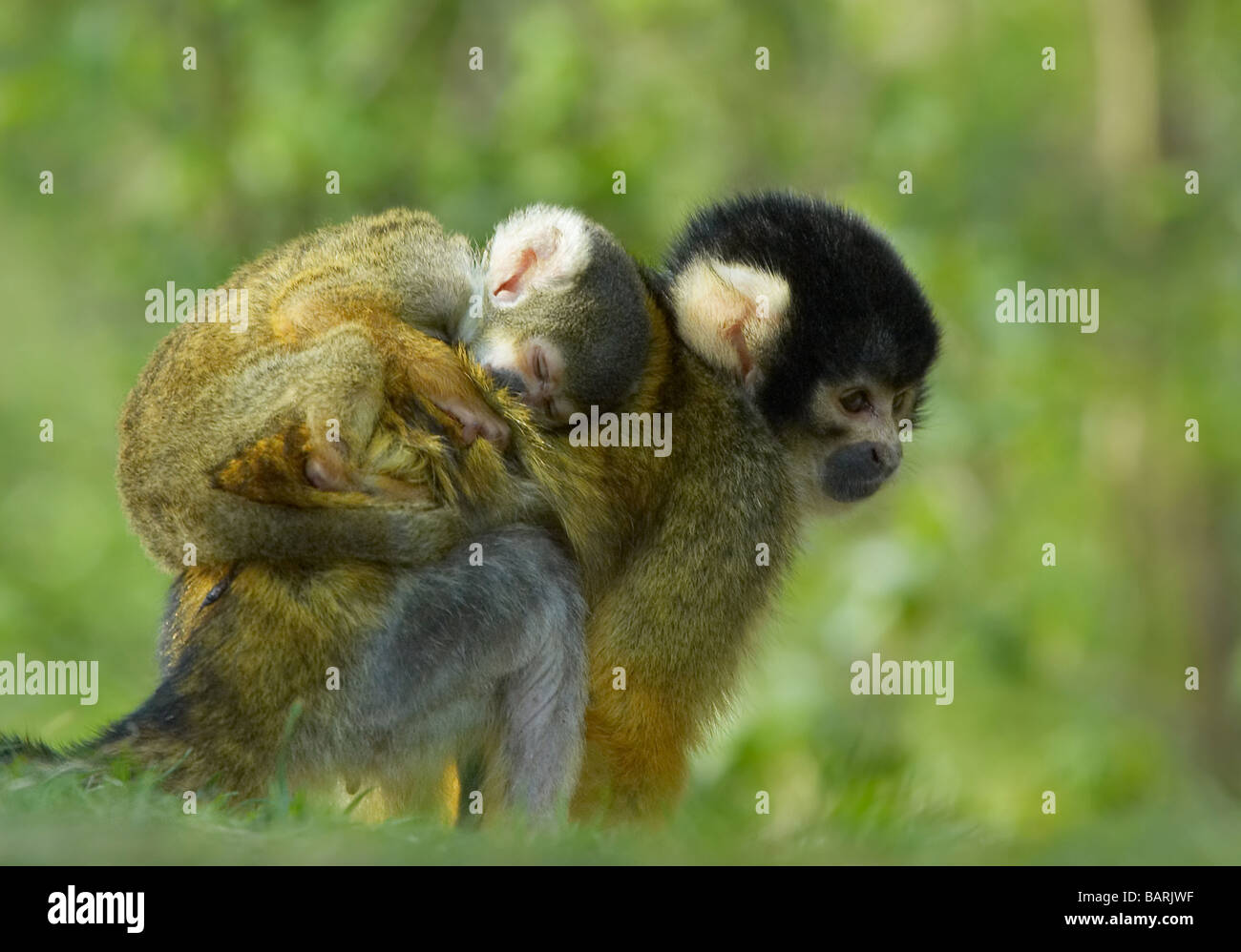 Lindo mono ardilla bebé en madres Saimiri subfamilia saimiriinae atrás Foto de stock