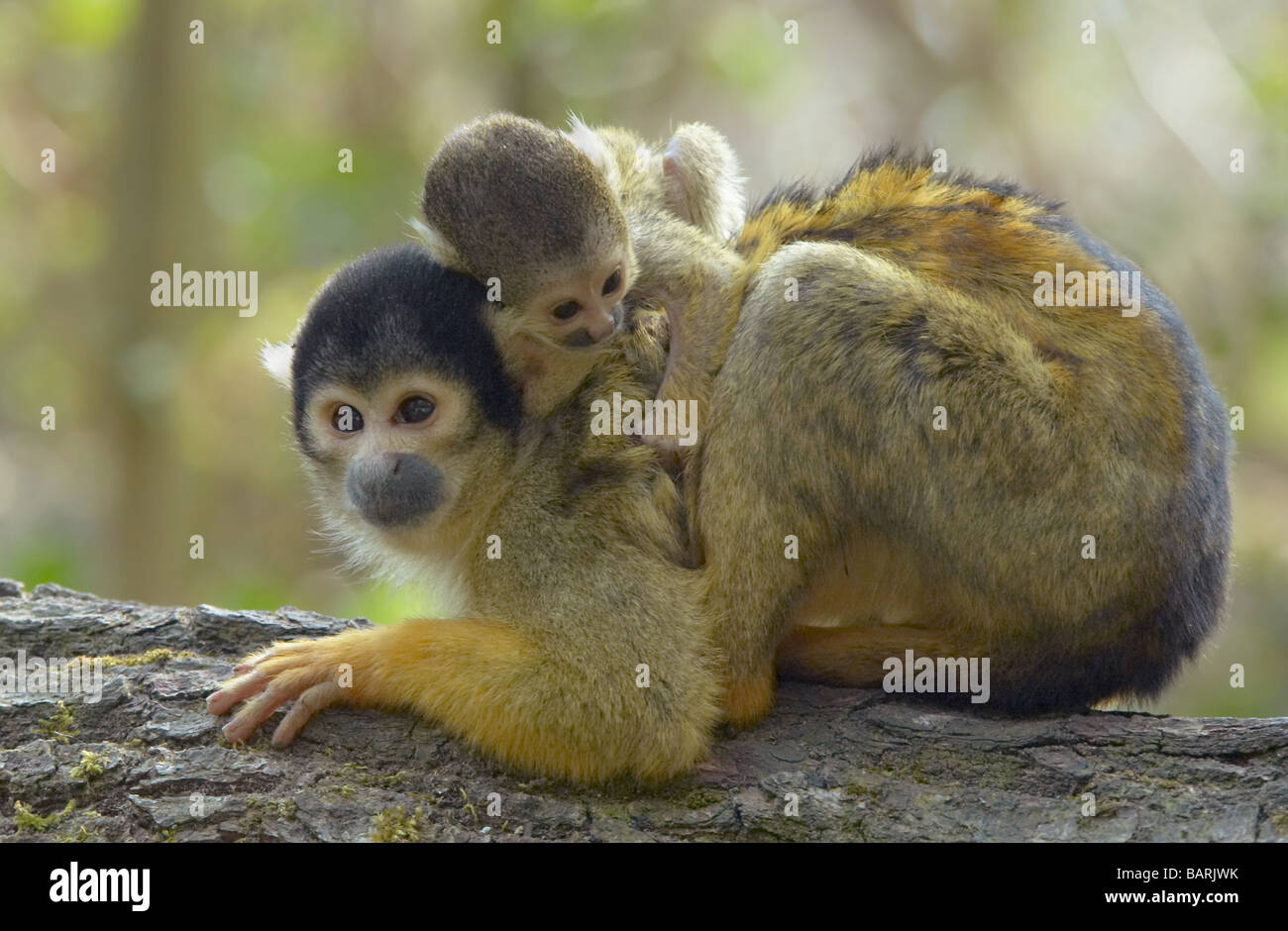 Lindo mono ardilla bebé en madres Saimiri subfamilia saimiriinae atrás Foto de stock