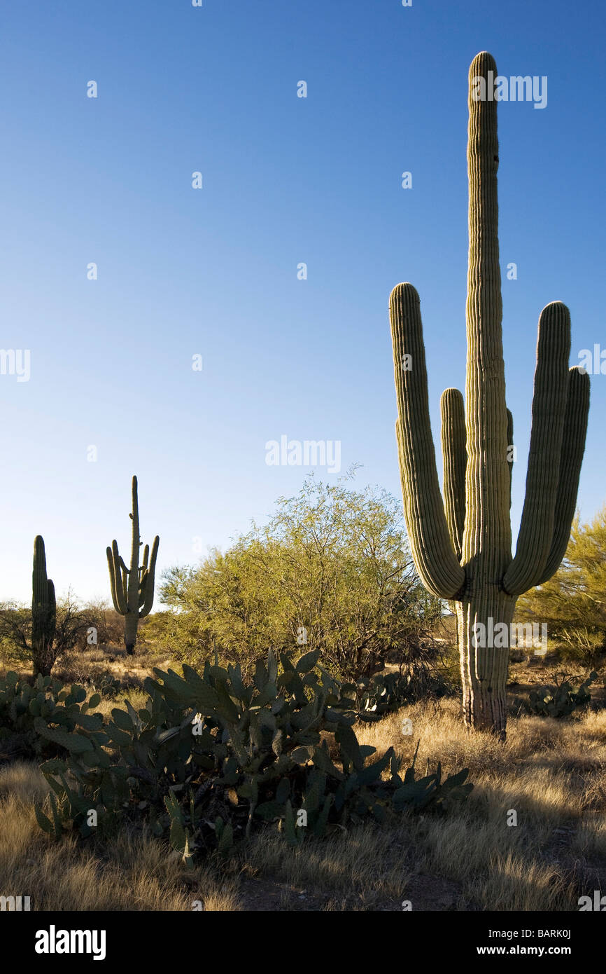 Cactus gigante saguaro Sonoran Desert Tucson Arizona Foto de stock