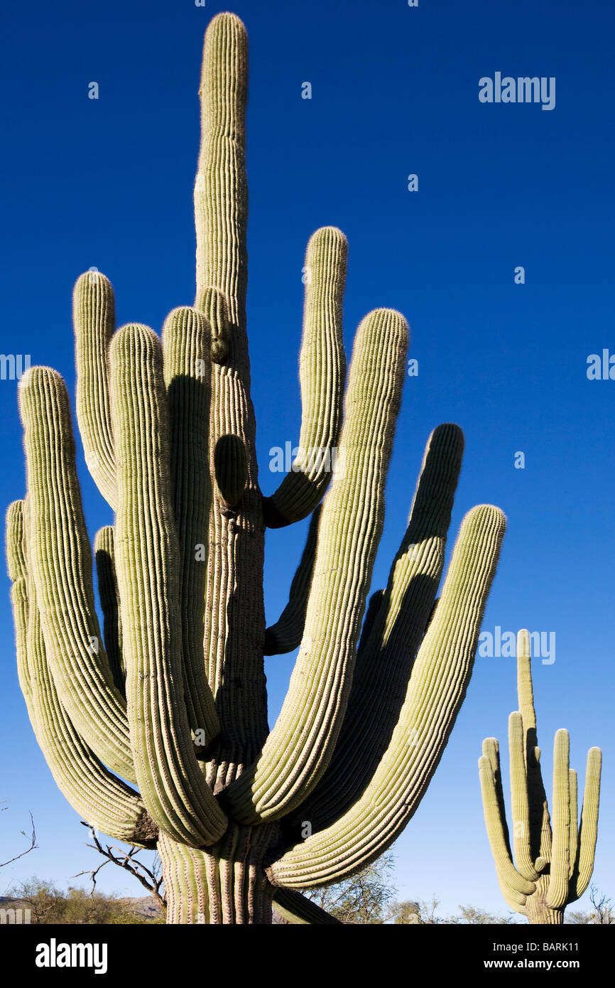 Cactus saguaro gigante Foto de stock