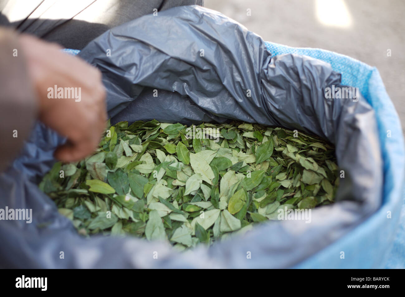 Hombre Vender hojas de coca en la calle en La Paz Bolivia Fotografía de