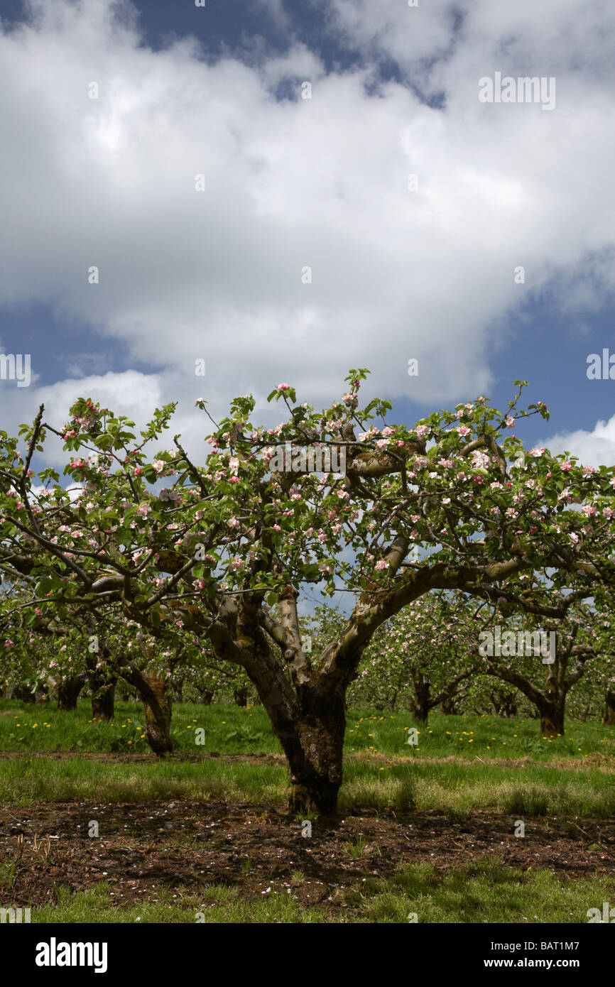 Filas de manzanos cubiertos de flores en Bramley Apple Orchard en el condado de Armagh, Irlanda del Norte, reino unido Foto de stock