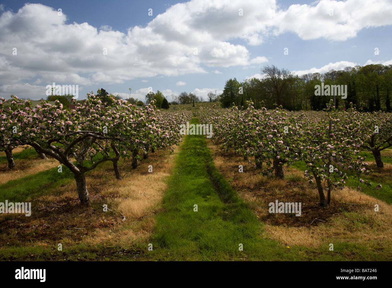 Filas de manzanos en flor en Bramley Apple Orchard en el condado de Armagh, Irlanda del Norte, reino unido Foto de stock