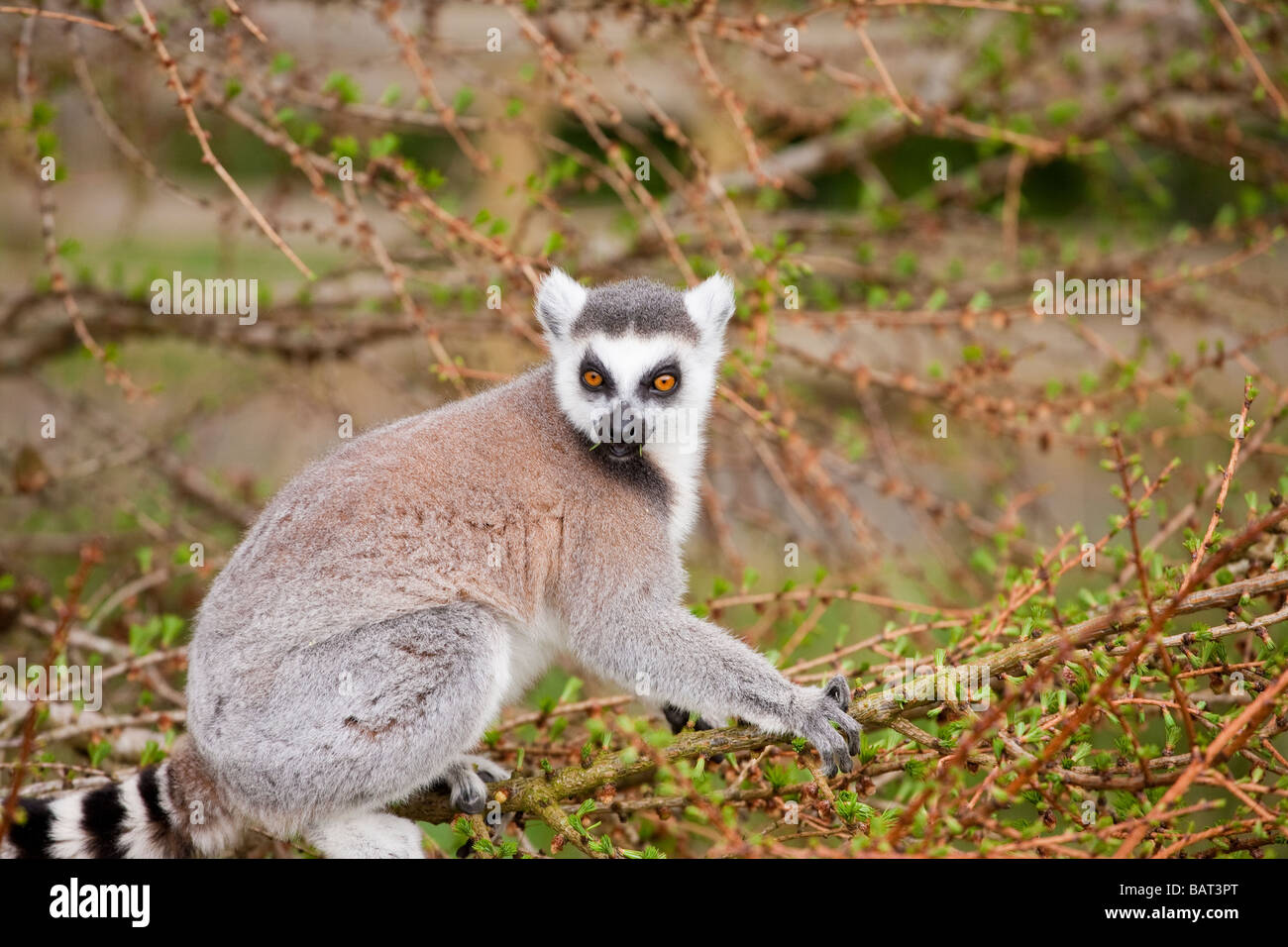 Ring Tailed Lemur, Blair Drummond Safari Park, Stirling, Escocia Foto de stock