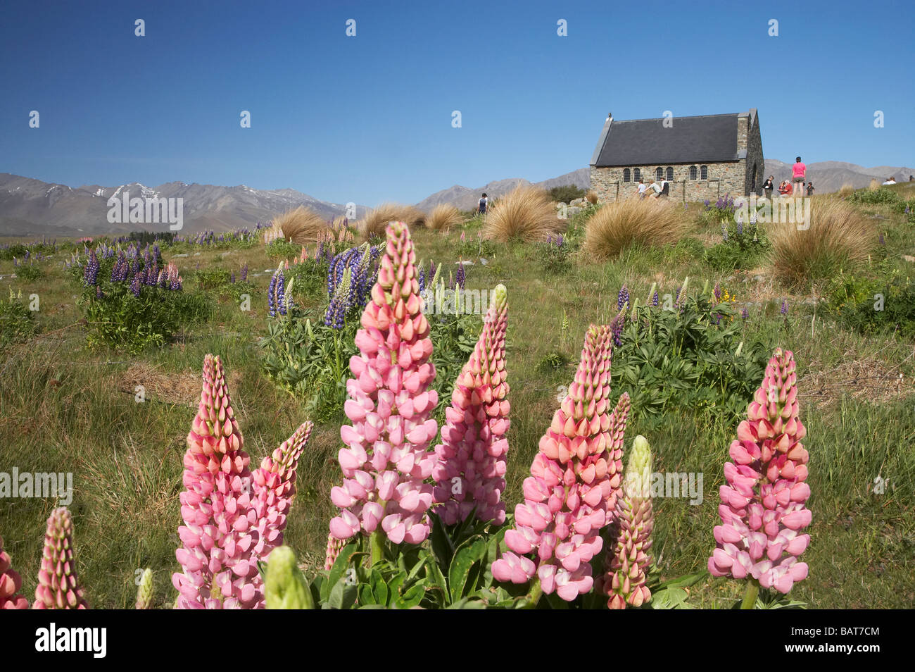 Los altramuces silvestres y la Iglesia del Buen Pastor Lago Tekapo País Mackenzie, Isla del Sur, Nueva Zelanda Foto de stock