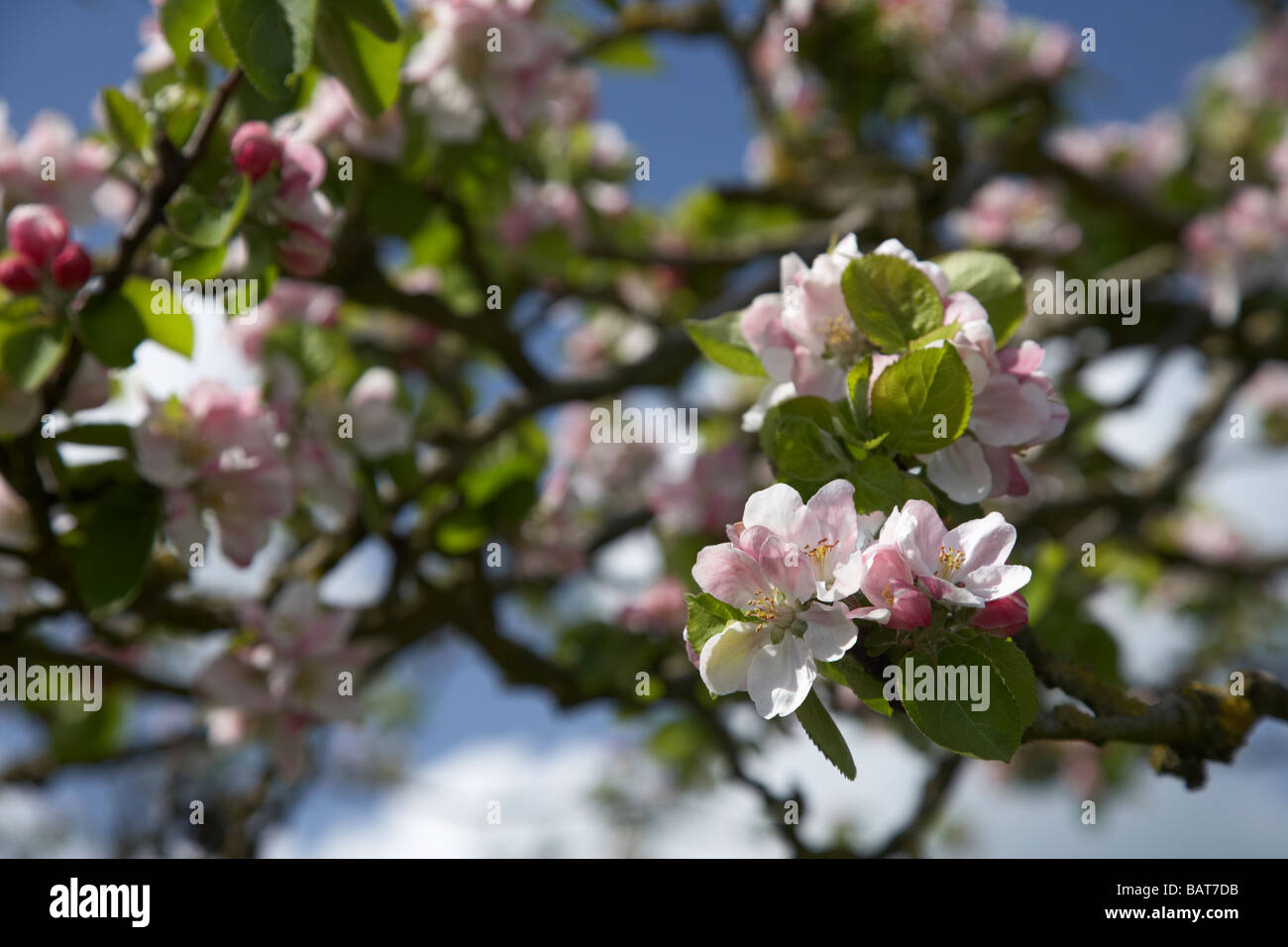 Florece en manzana Bramley Apple Orchard en el condado de Armagh, Irlanda del Norte, reino unido Foto de stock
