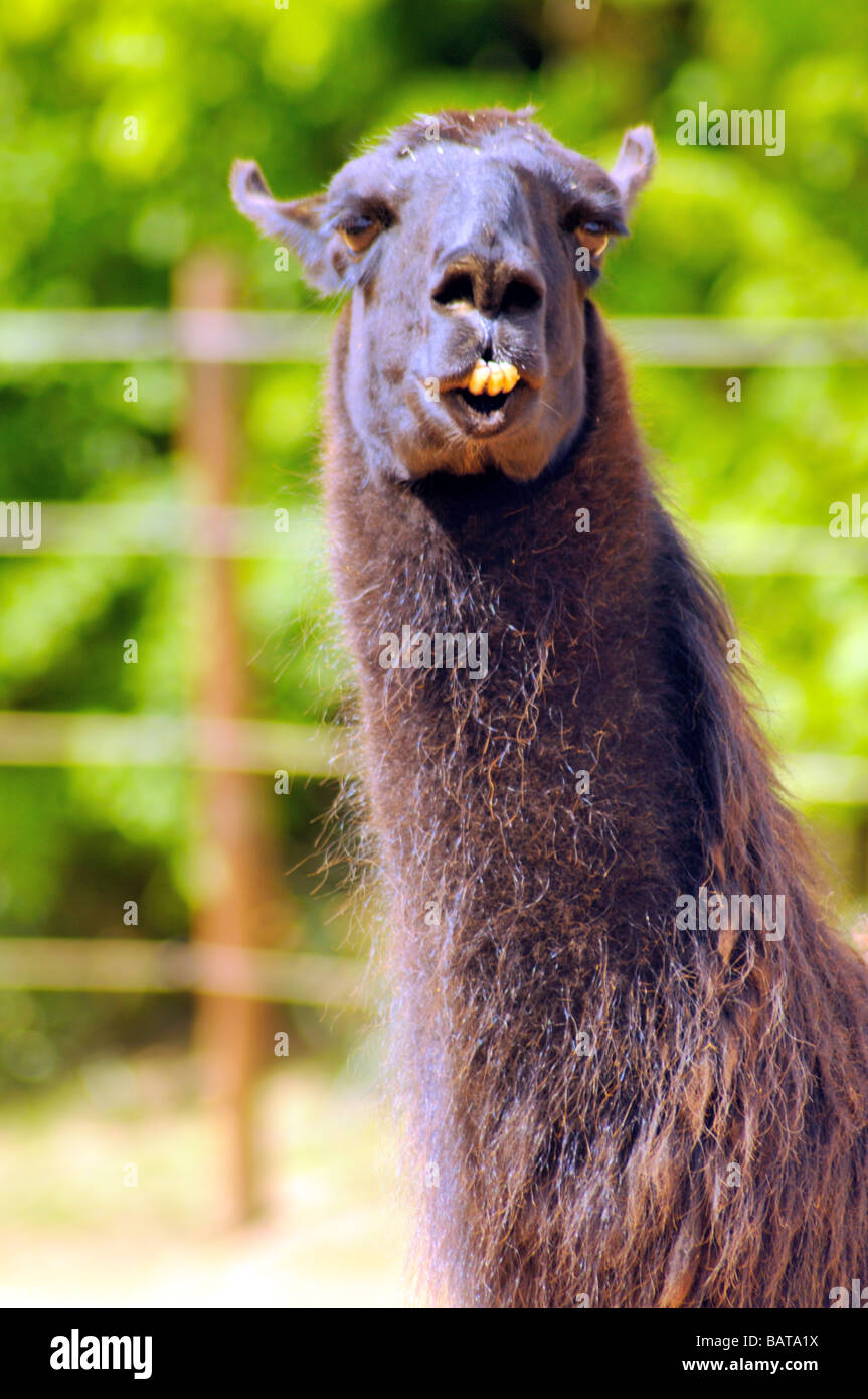 llama Goofy Foto de stock