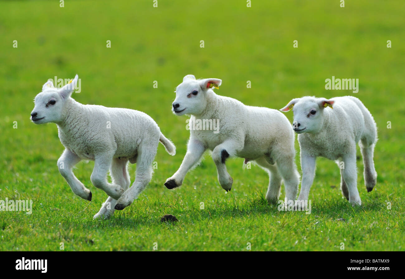 Cute corderos correr y saltar en la primavera de los Países Bajos Foto de stock