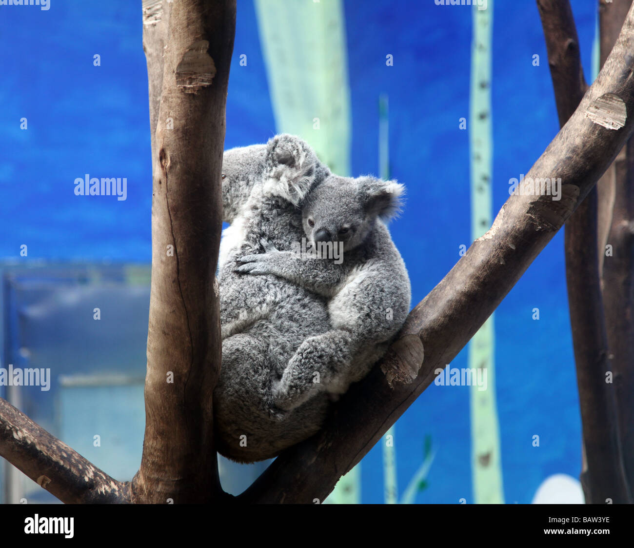 Un Bebe Koala Esta Durmiendo Con Su Mama En Una Rama De Un Arbol El Pelaje Es Comodo Y El Pequeno Cutie Es Profundo Sonar Fotografia De Stock Alamy Un Bebe Koala Esta Durmiendo Con Su Mama En Una Rama De Un Arbol El Pelaje Es Comodo Y El Pequeno Cutie Es Profundo Sonar Fotografia De Stock Alamy