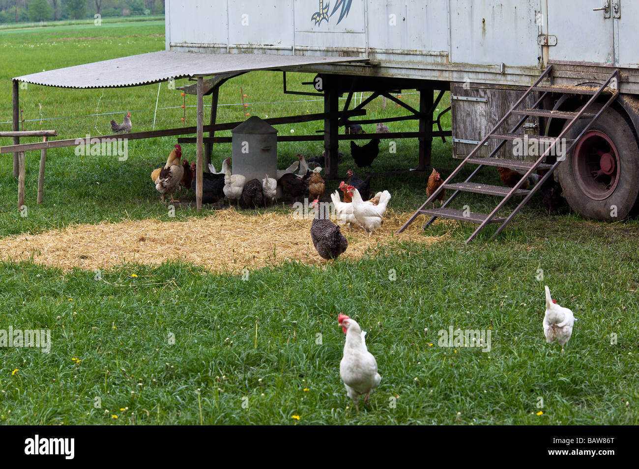 Free Range pollos en un campo con el gallinero portátil Fotografía de stock  - Alamy