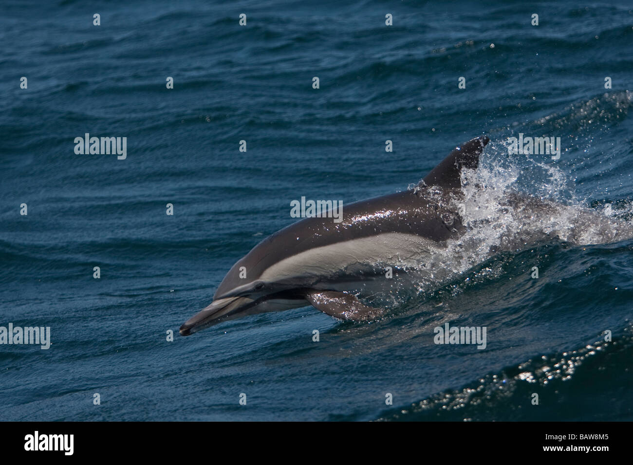 Largo Kapdelfin picuda Delfín Común Delphinus capensis saltando Foto de stock