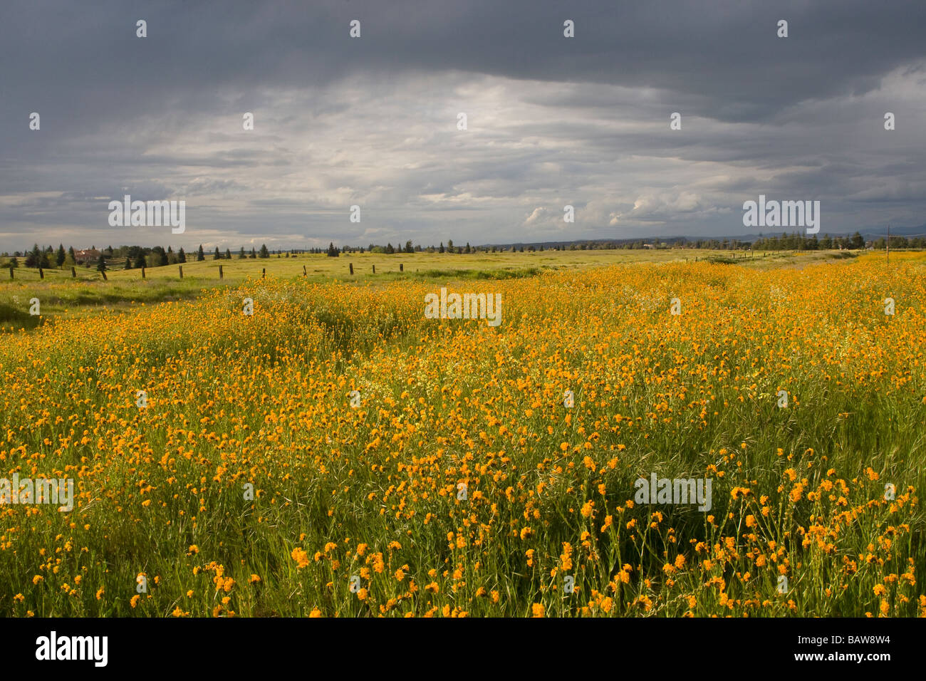 Campo de Flores Silvestres cerca de Fresno, California. Foto de stock