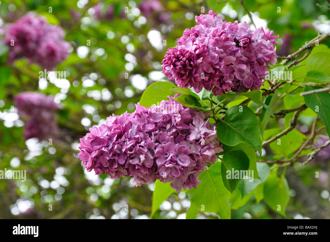 Árbol lila con flores en primavera / Mayo. Foto de stock