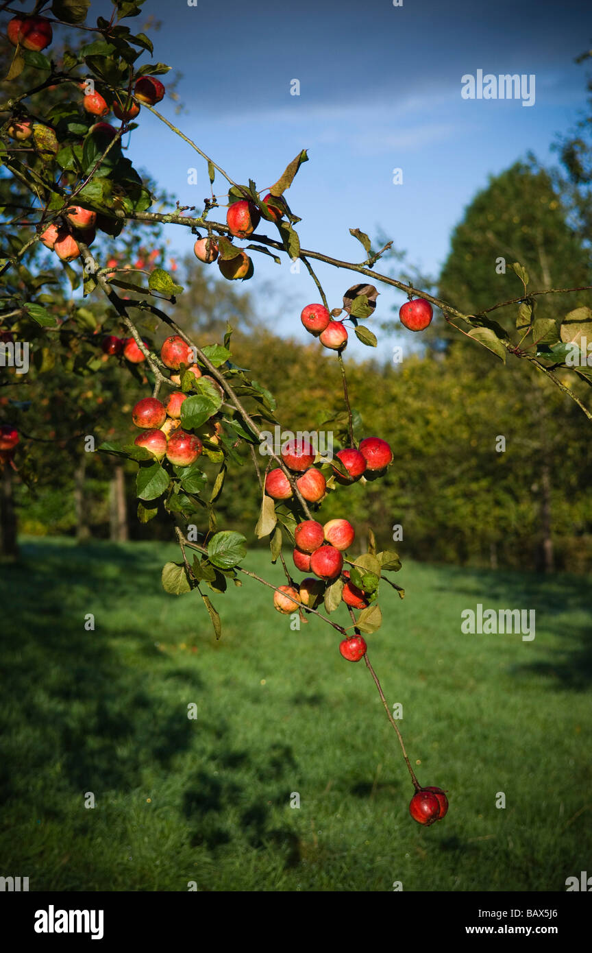 Manzanas maduras en apple orchard Compton Dando Somerset England Foto de stock