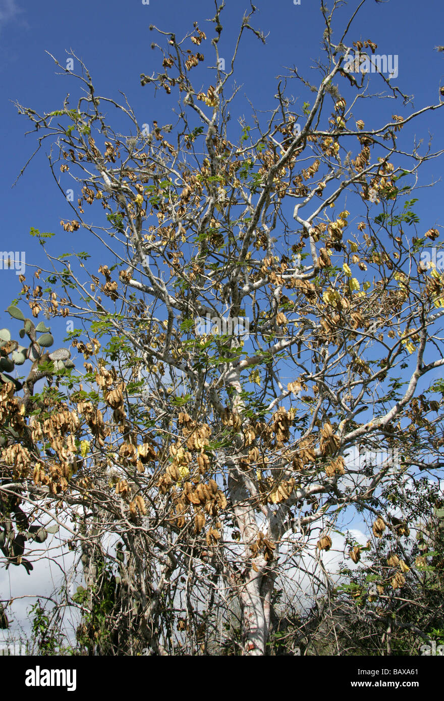 Palo santo o santa vainas semillas de árboles de Bursera graveolens, Isla Santa Cruz en diciembre, las Islas Galápagos, Ecuador Fotografía de stock - Alamy