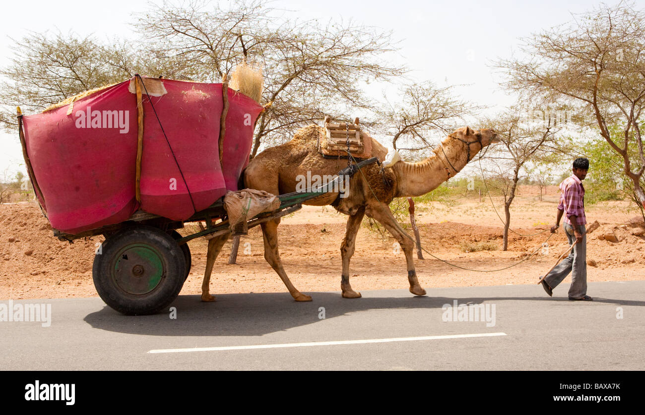 Hombre indio con su camello dibujado Tráiler Rajastán India Foto de stock