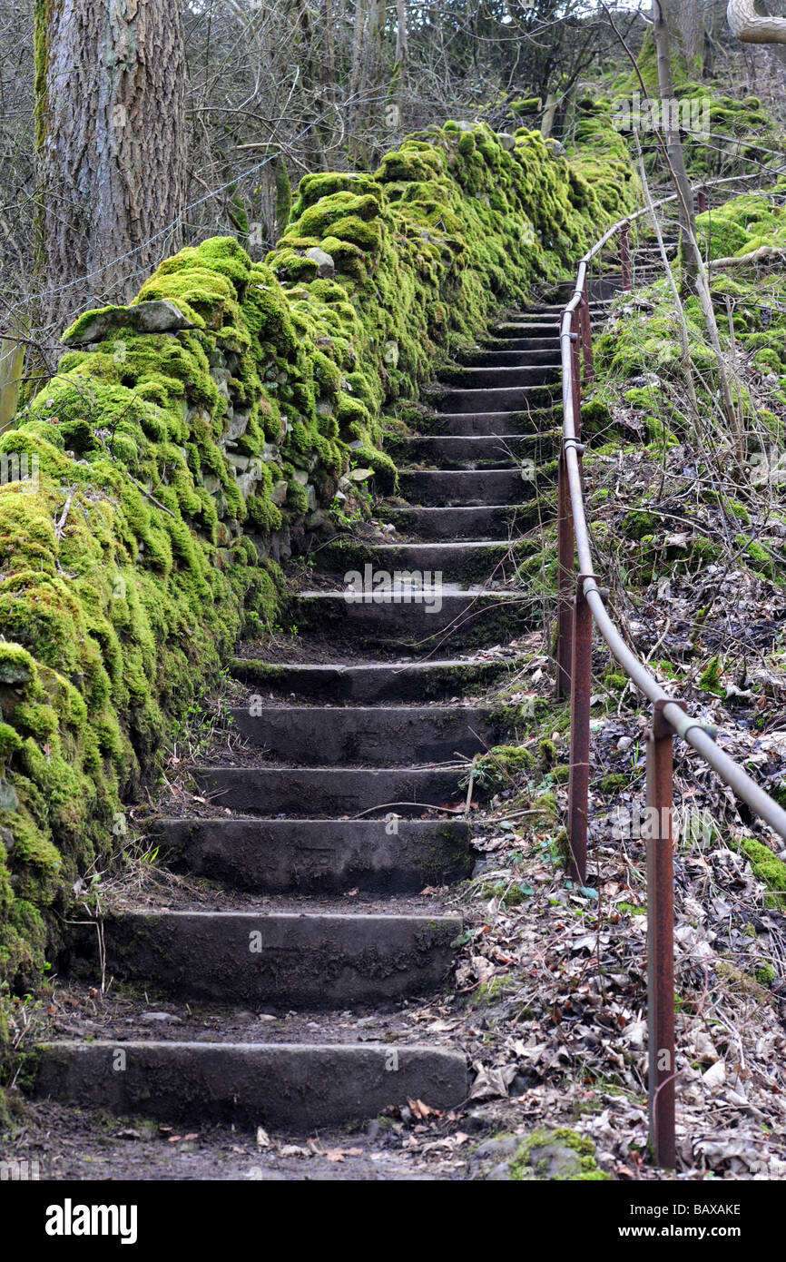 Escalera de piedra de un camino que conduce hacia arriba, Yorkshire Dales UK Foto de stock