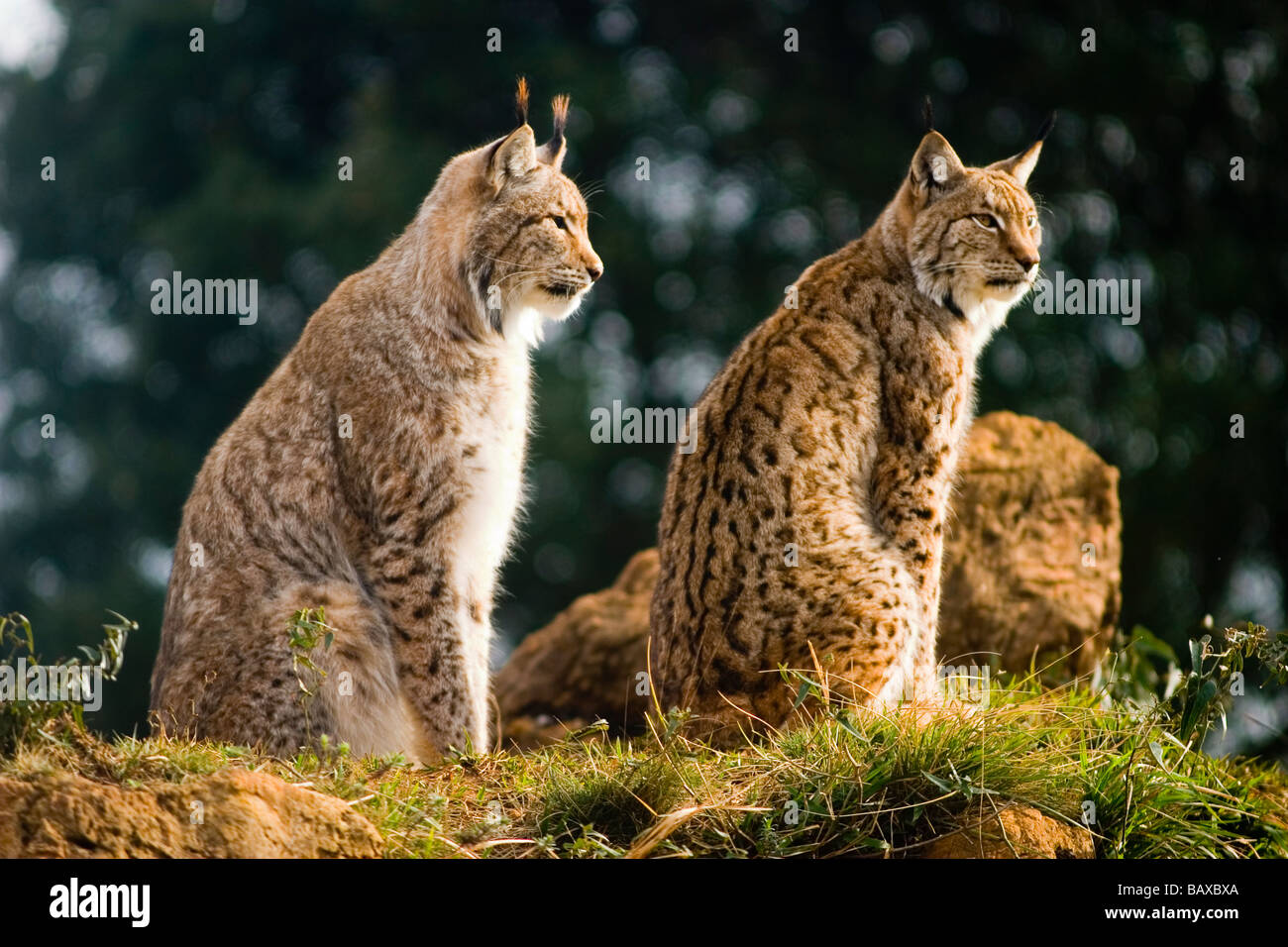 Un par de lince euroasiático (Lynx lynx) Foto de stock